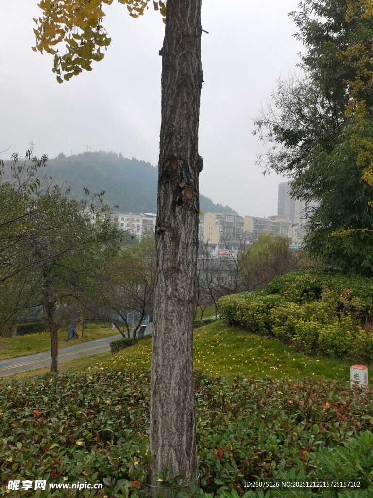 秋日公园树木与绿植景观