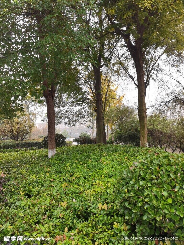 林间绿意盎然的自然景致