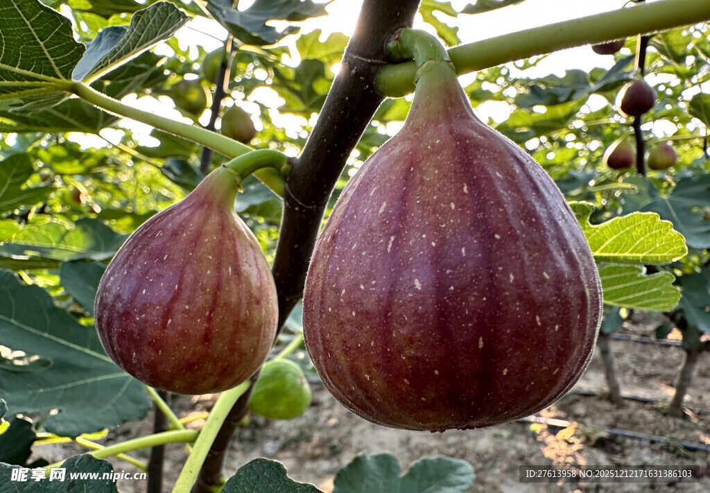 枝头成熟的紫皮无花果