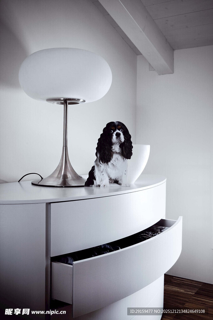 台灯旁可爱小狗坐于桌前