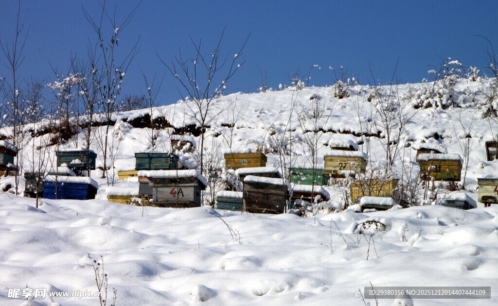 冬日雪景