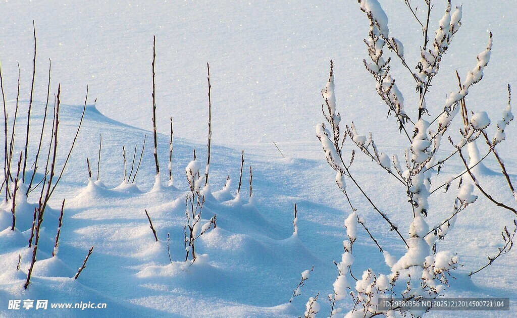 冬日雪景