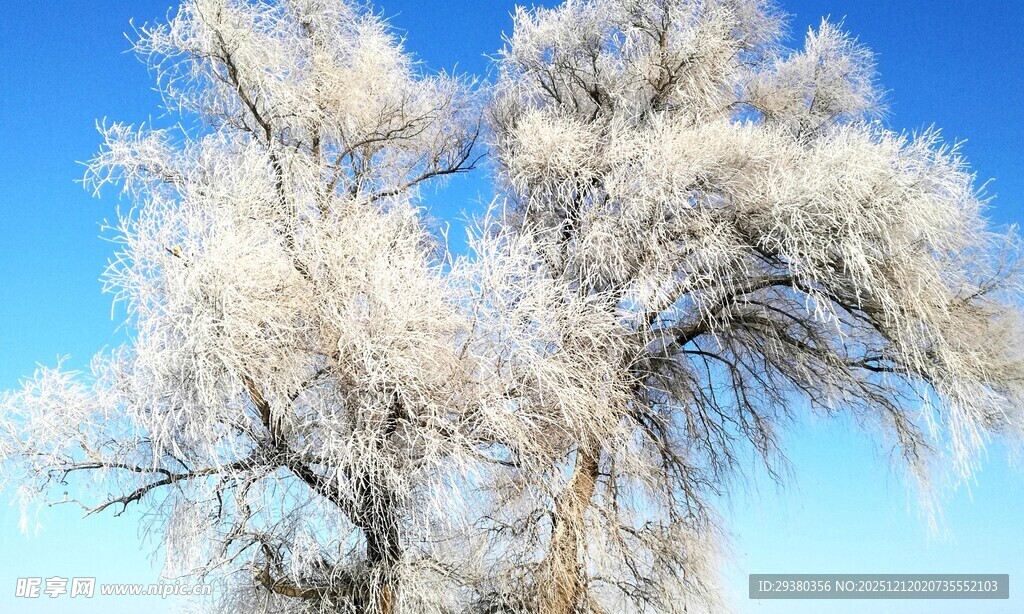 冬日雪景