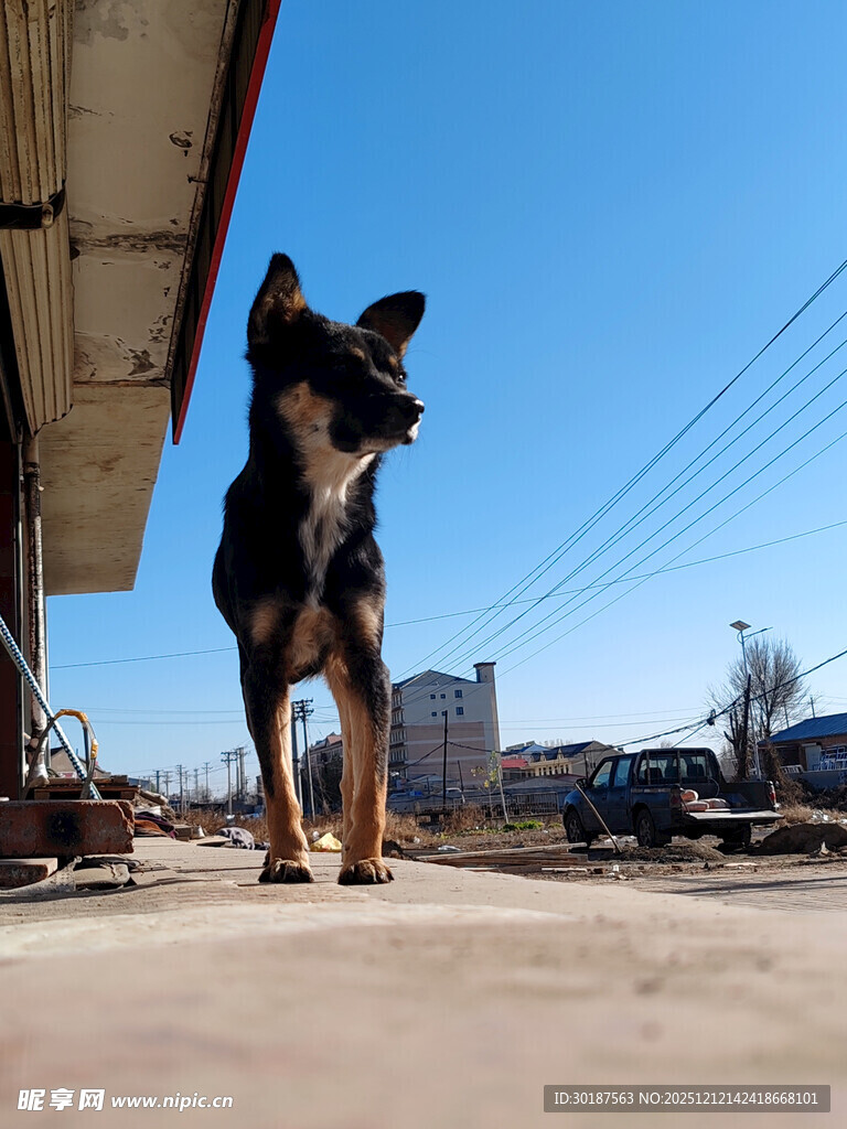 户外站立的帅气小狗