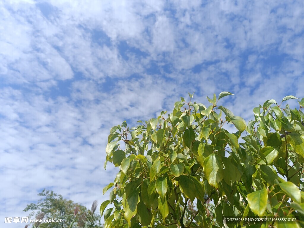 蓝天绿树间的清新景致