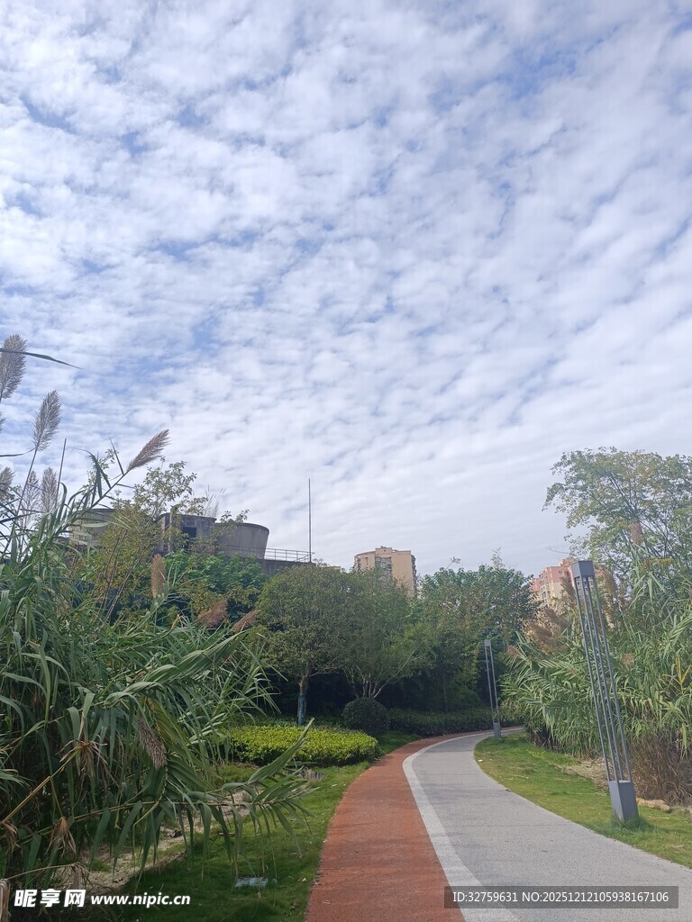 户外小径旁的绿植与天空