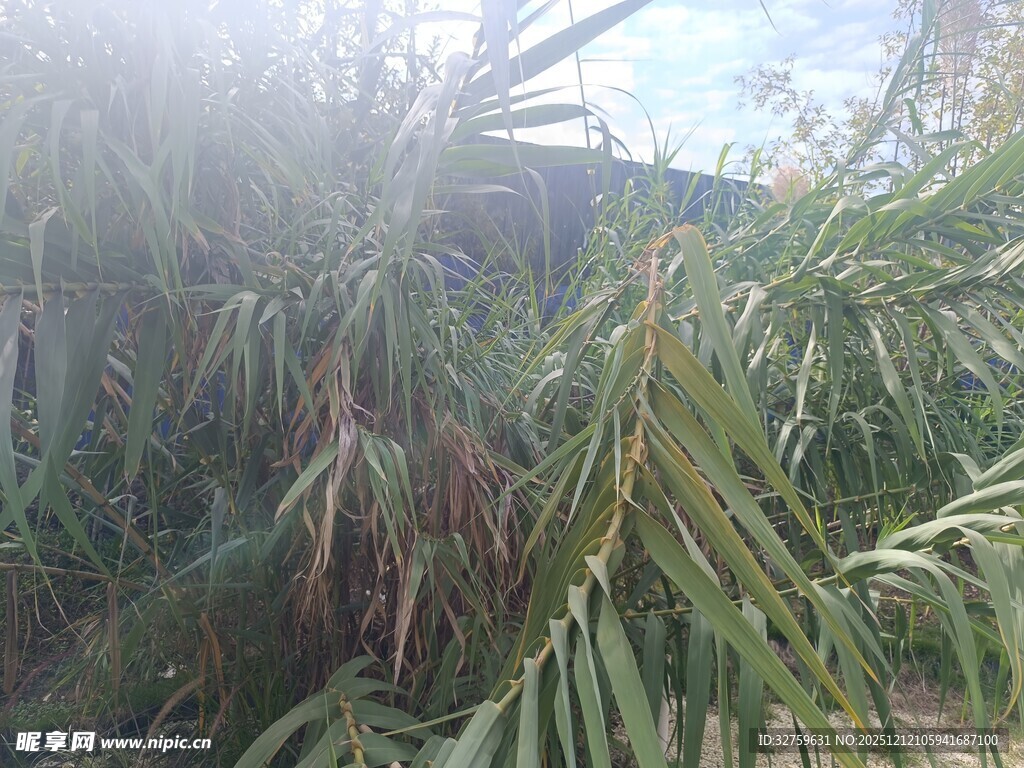 阳光下的翠绿棕榈植物