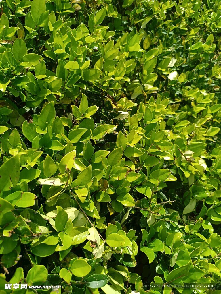 翠绿繁茂的爬藤植物