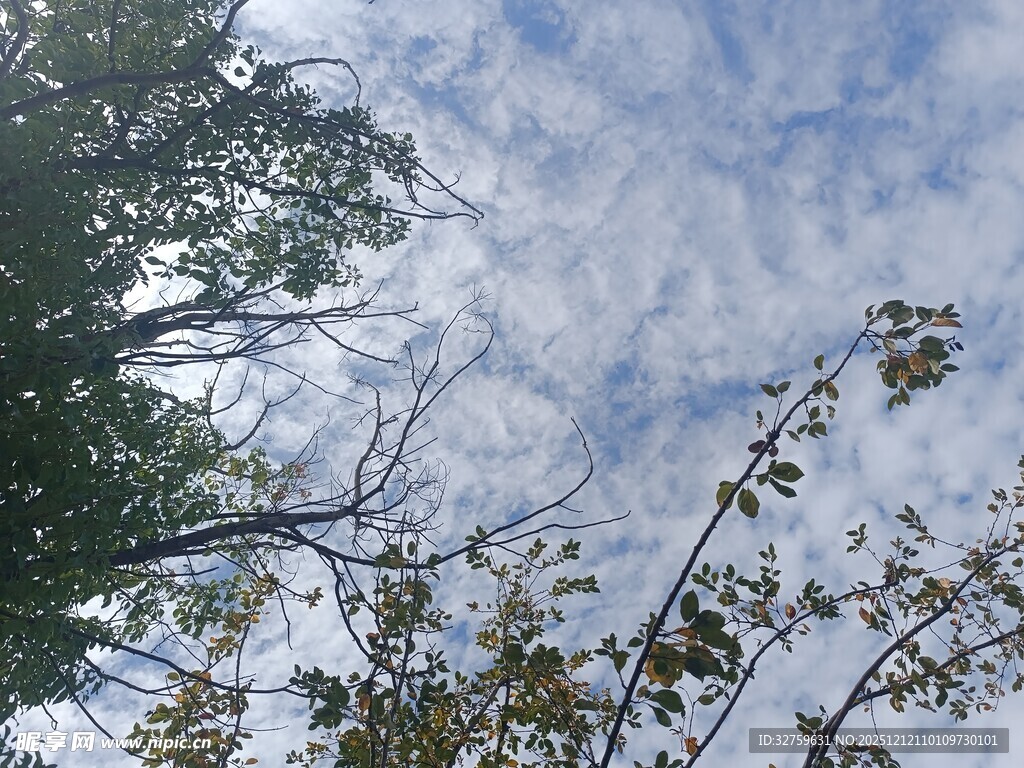 仰望天空中的树木与云朵