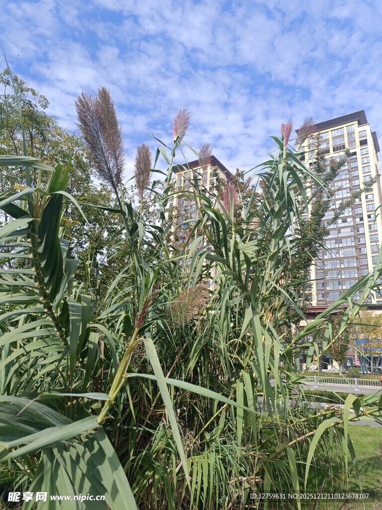 城市中茂盛的绿色植物景观