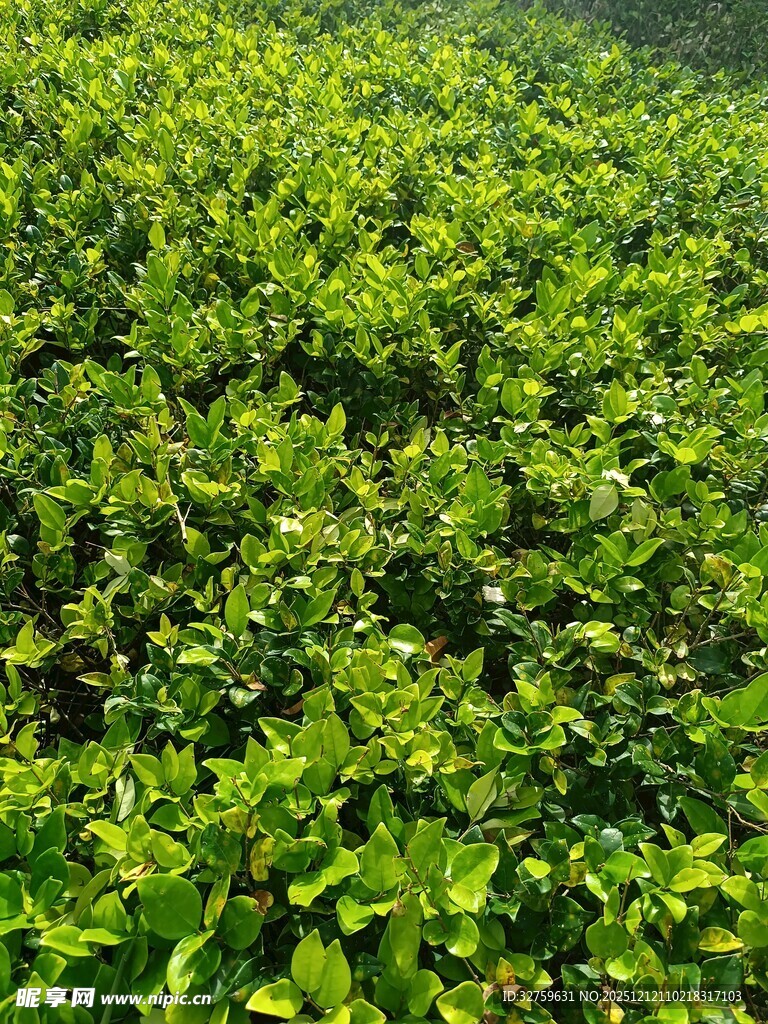 翠绿繁茂的植物景观