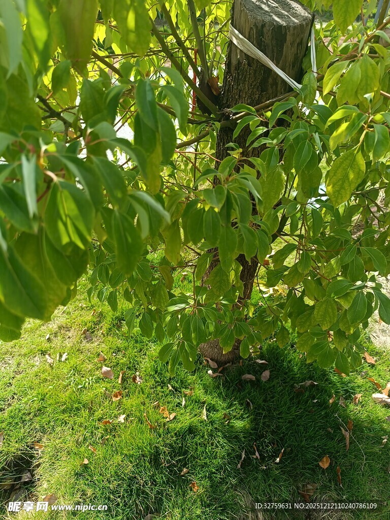 绿叶繁茂的树下景象