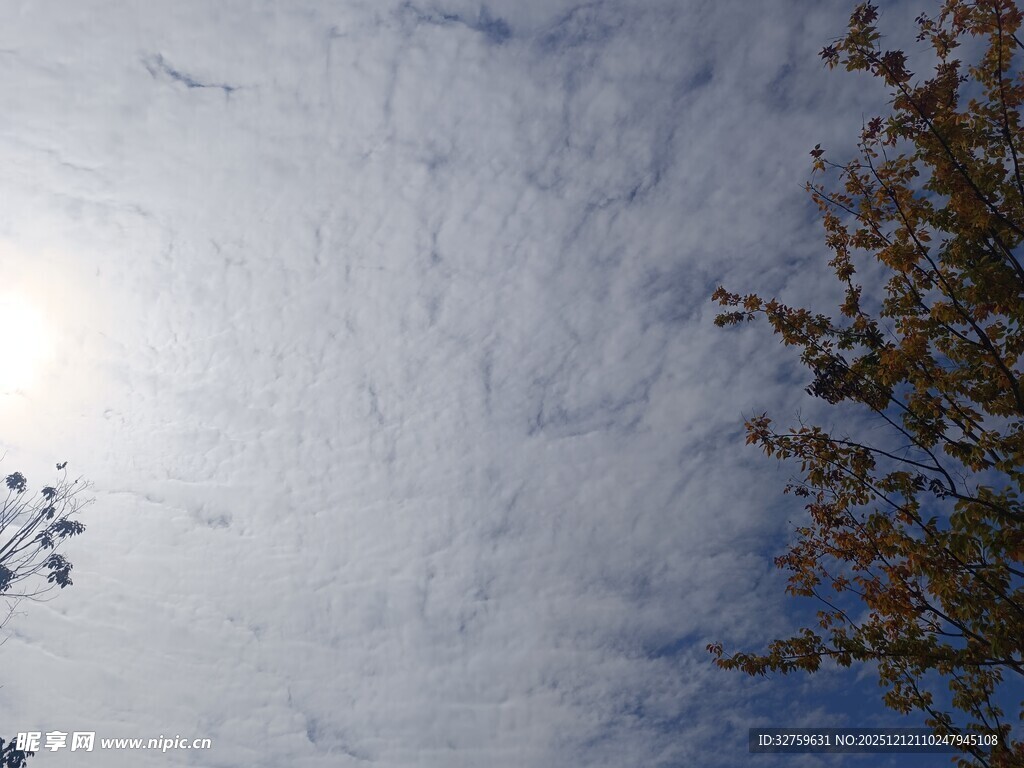 晴朗天空下的树木与云彩