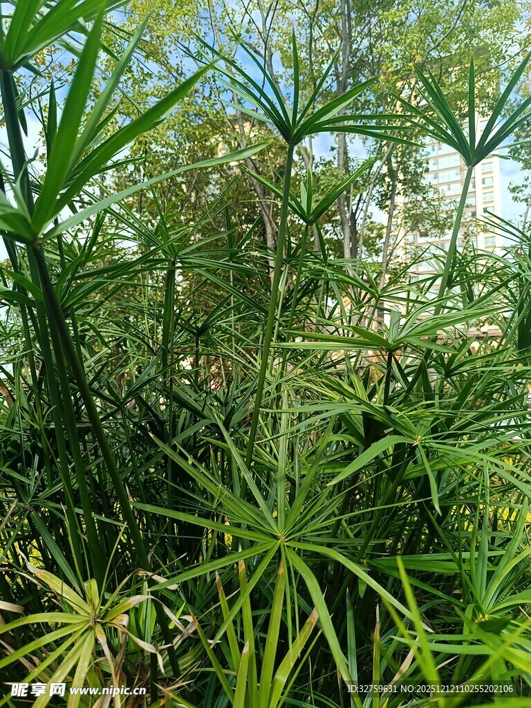 茂密绿植景观