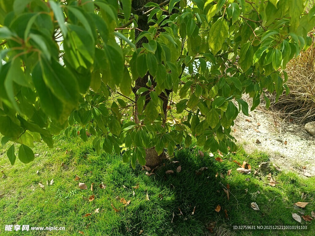 绿叶繁茂的树木