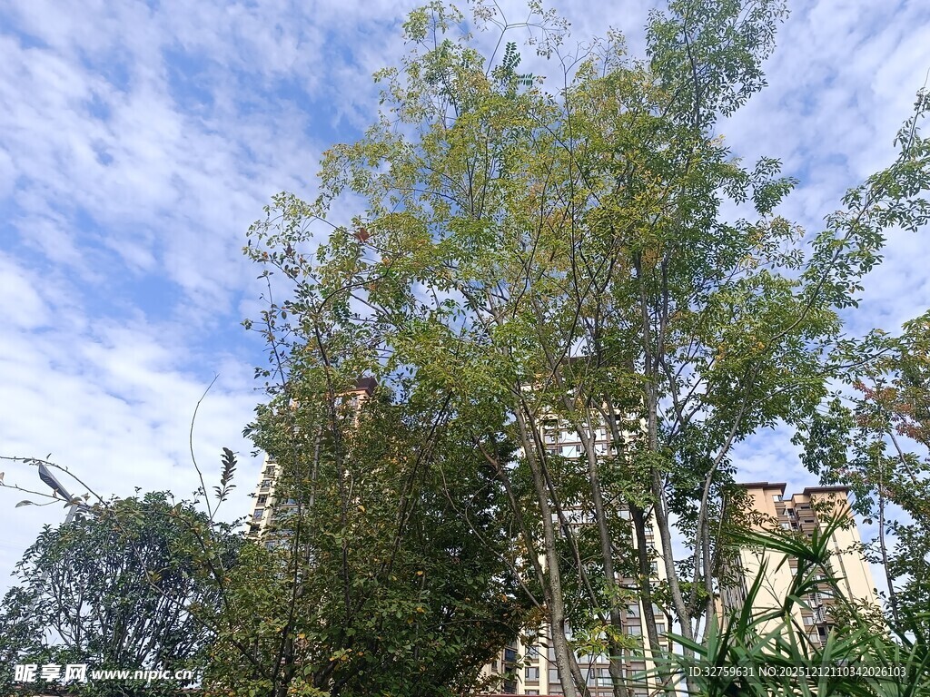 蓝天白云下的葱郁树木