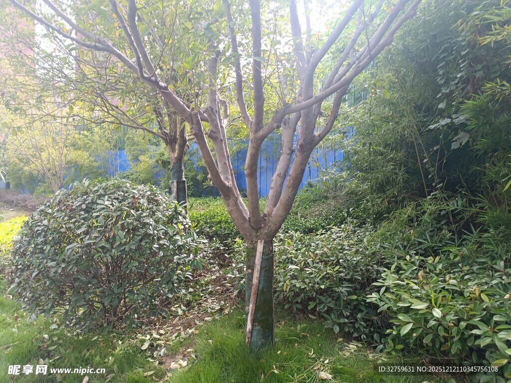 阳光下的树木与绿植景观