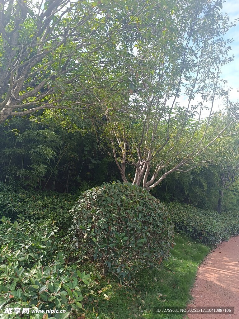 林间小径旁的绿植景观