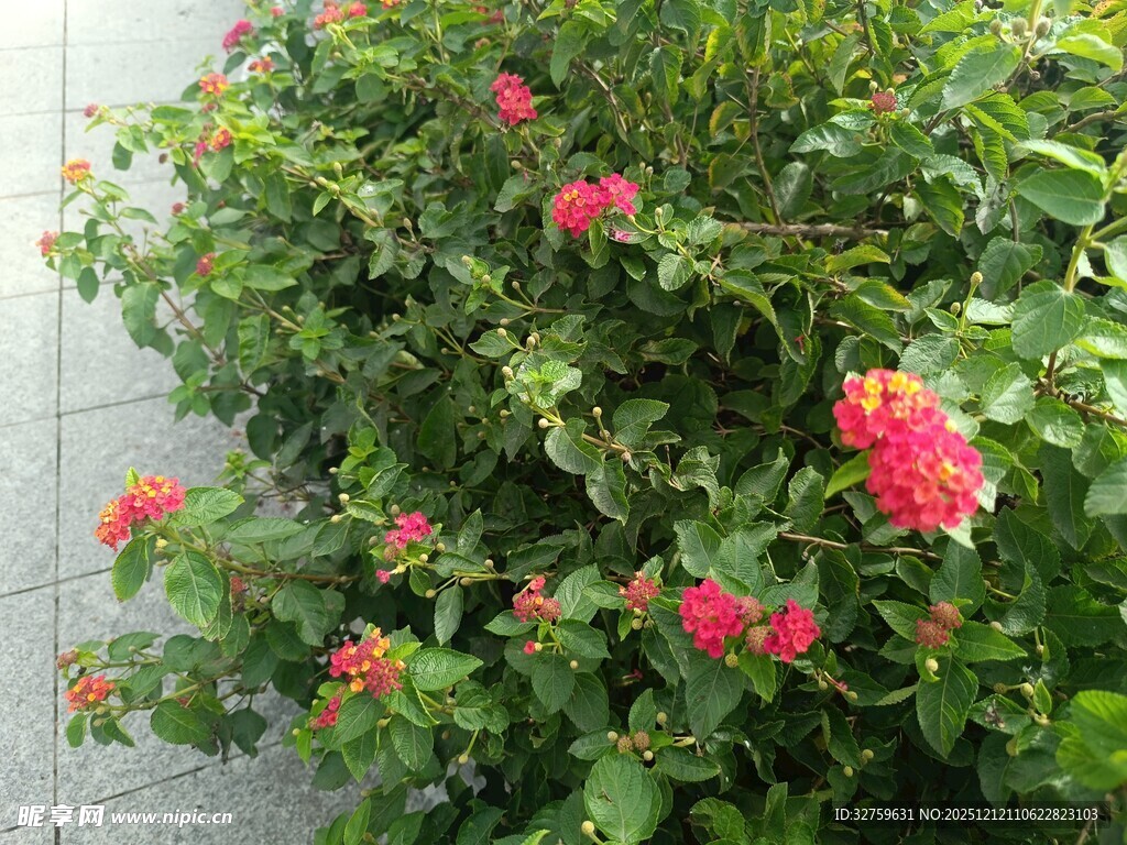 绿叶间绽放的娇艳红花