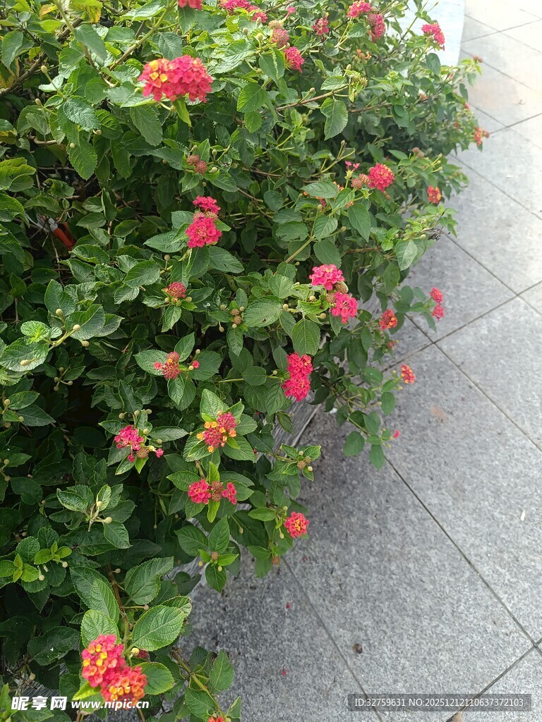 墙边绽放的鲜艳红花