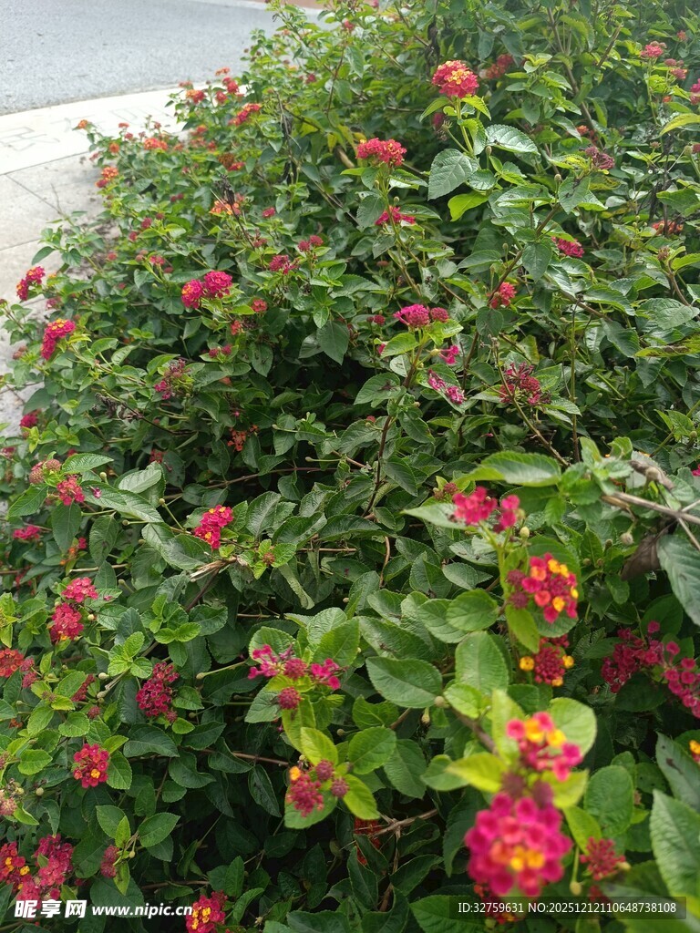 鲜艳绽放的红色花卉植物