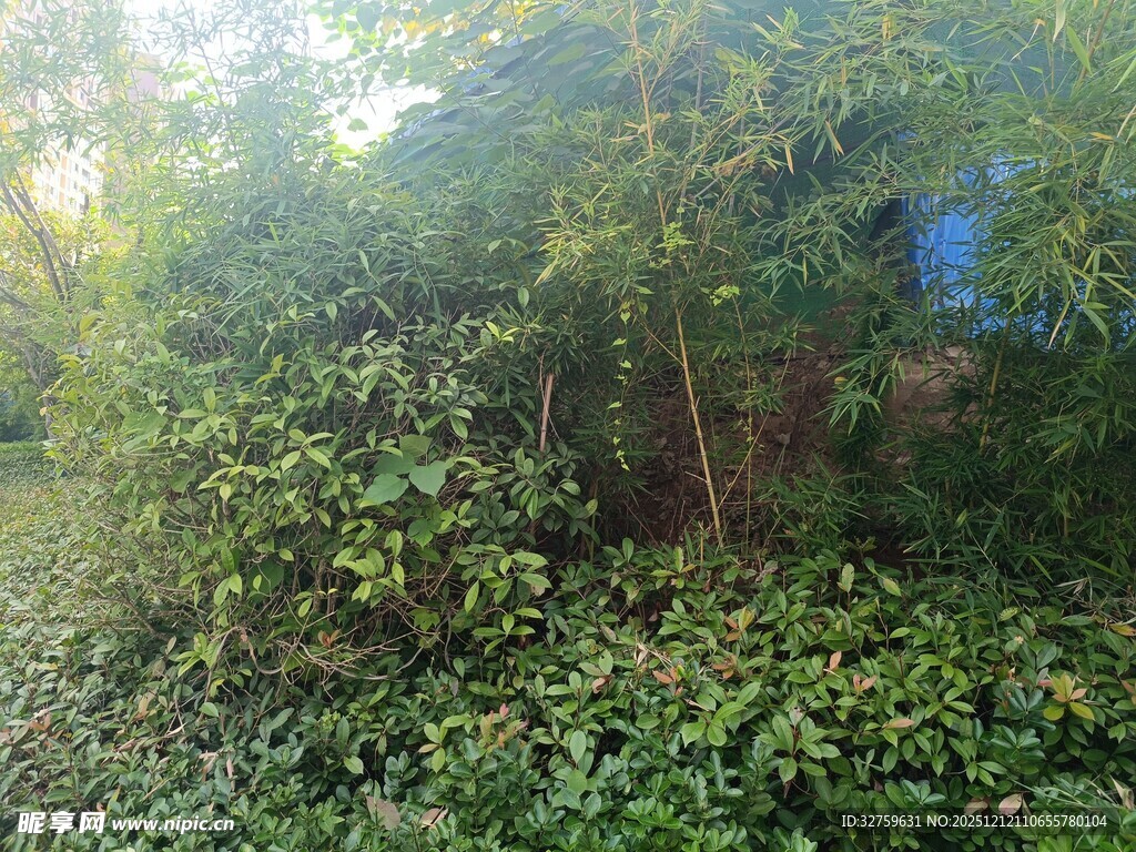 繁茂绿植景观