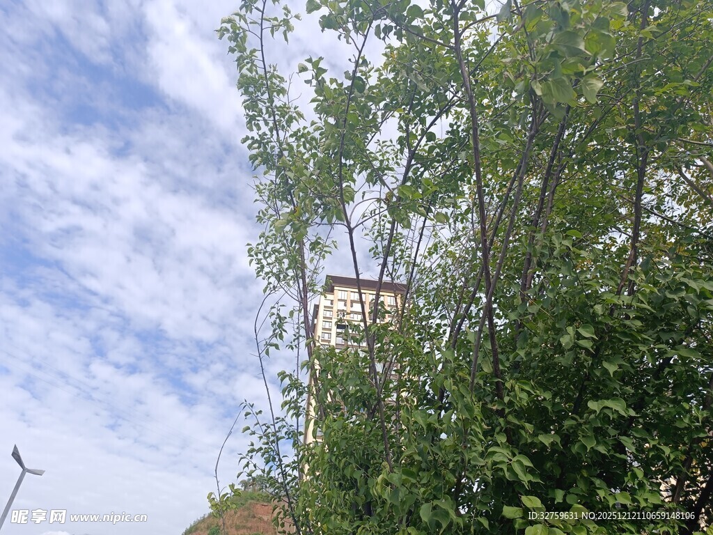 绿树掩映下的建筑一角