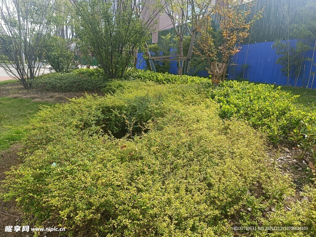 绿意盎然的园林景观