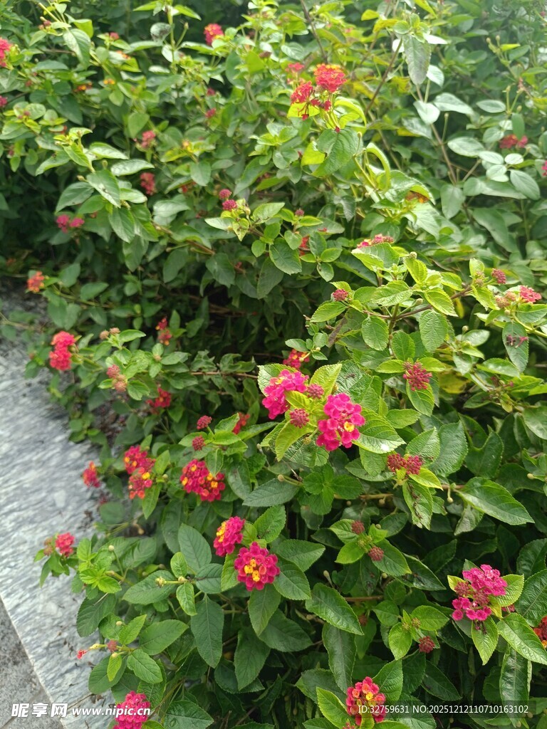 绿叶丛中绽放的娇艳红花