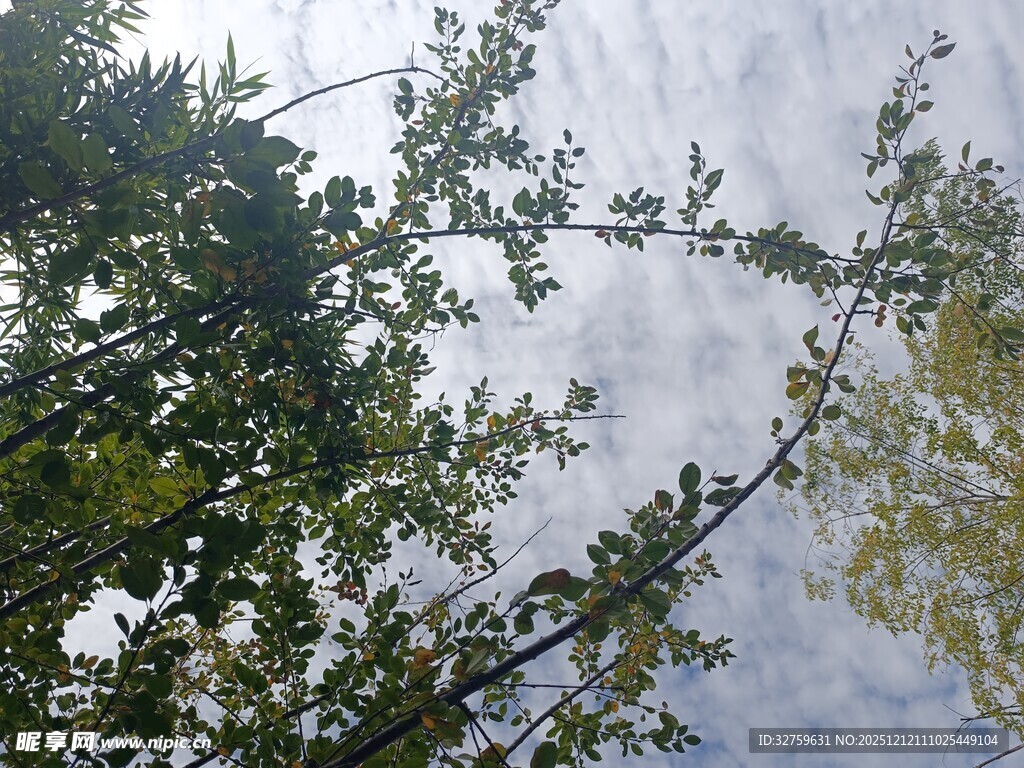 仰视繁茂树枝与天空