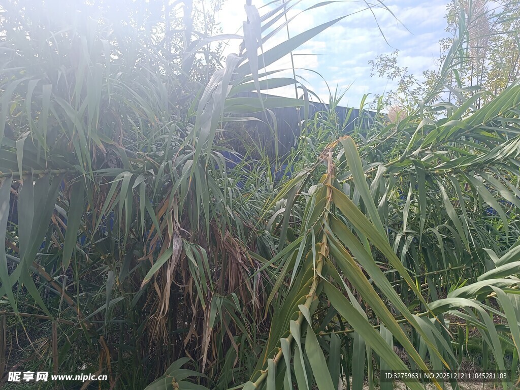 雾气中的葱郁植物