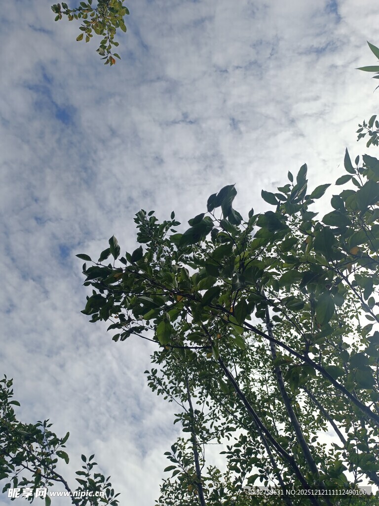 仰视树梢蓝天白云景象