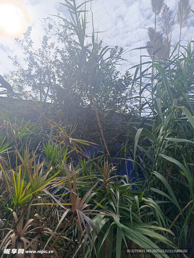 雾气弥漫的绿植景观