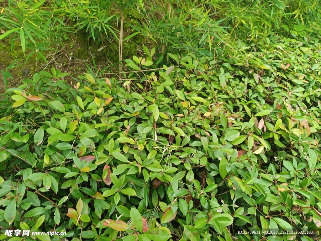 繁茂绿植覆盖的自然景象
