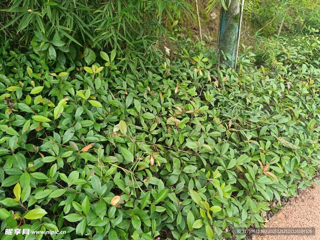 绿叶繁茂的地面植物景观