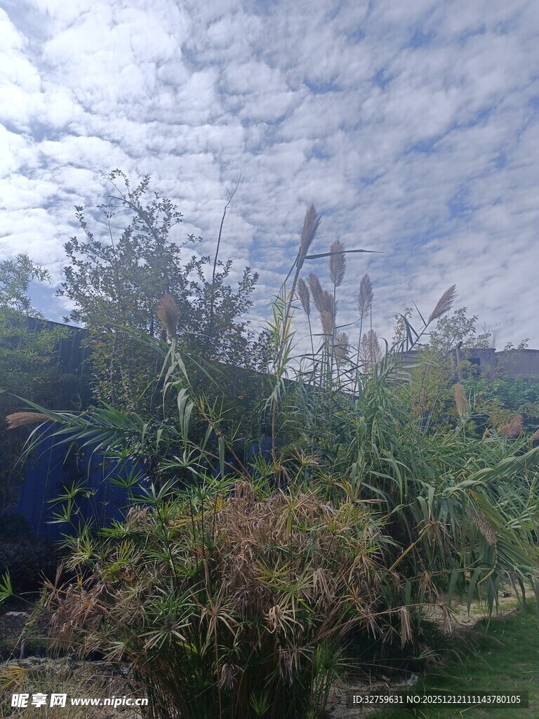 户外绿植景观
