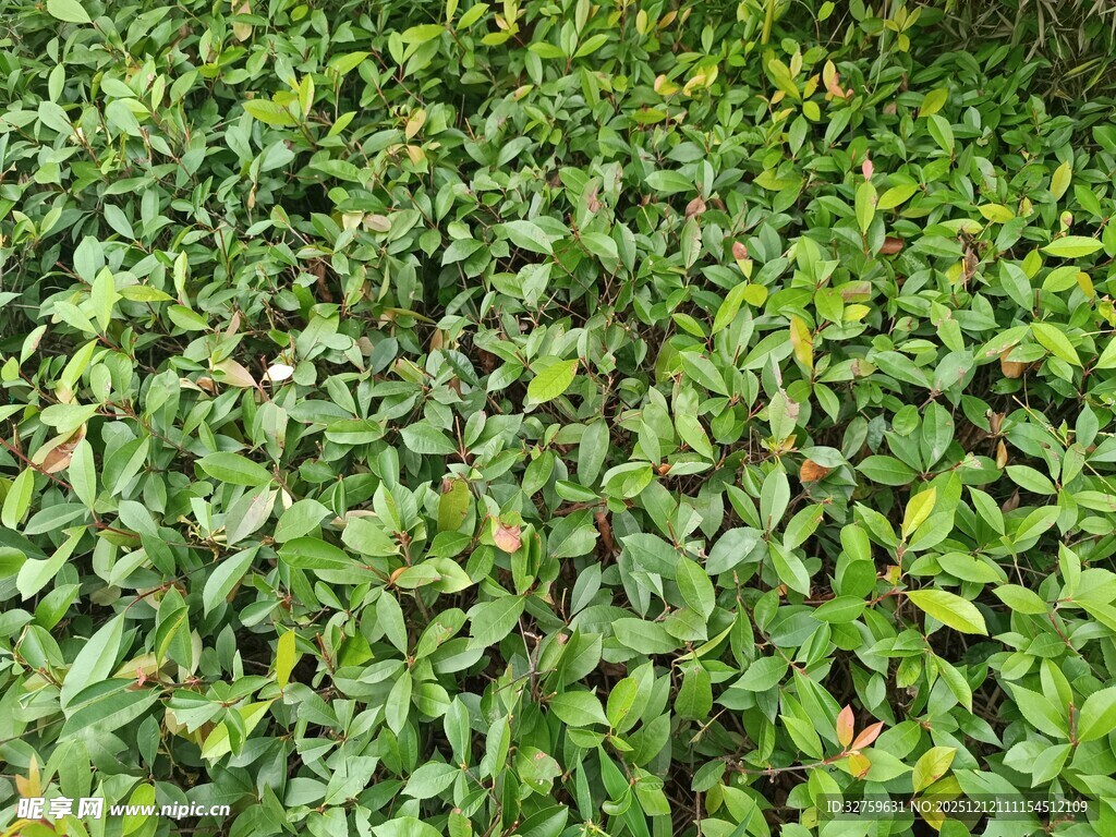翠绿繁茂的植物叶片