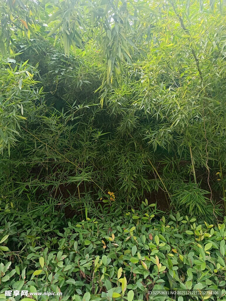 茂密丛林绿意盎然