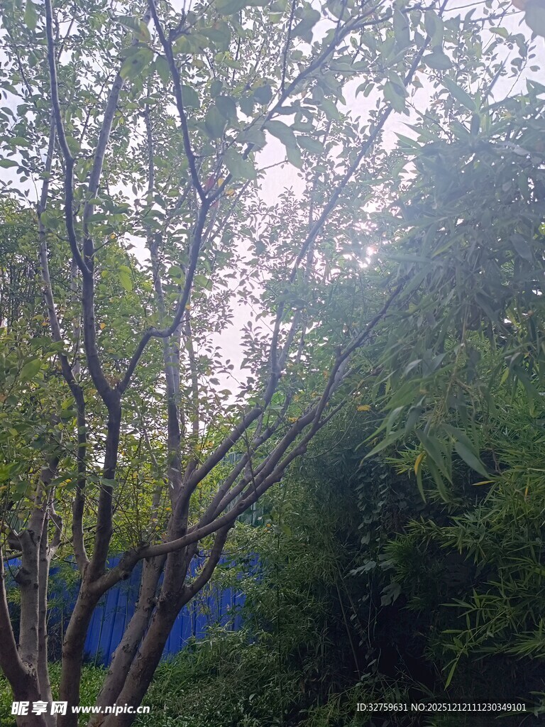 阳光下繁茂的绿树景象