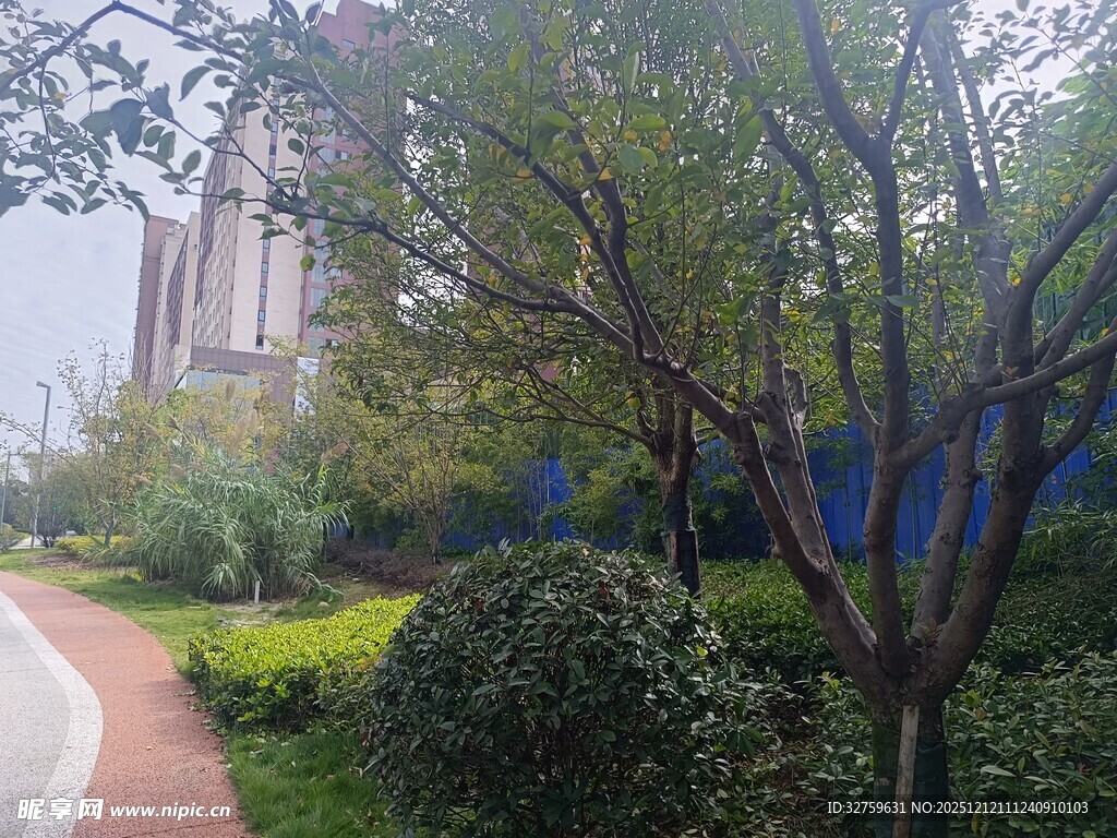 城市中的静谧绿植小径