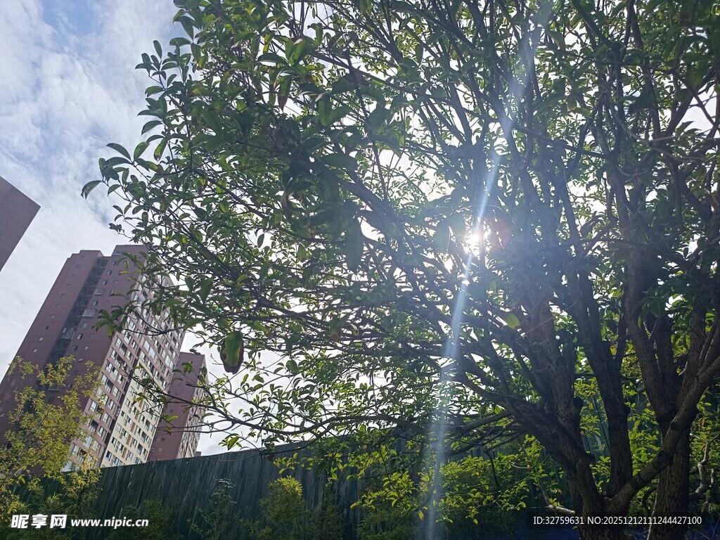 阳光透过树叶洒向高楼