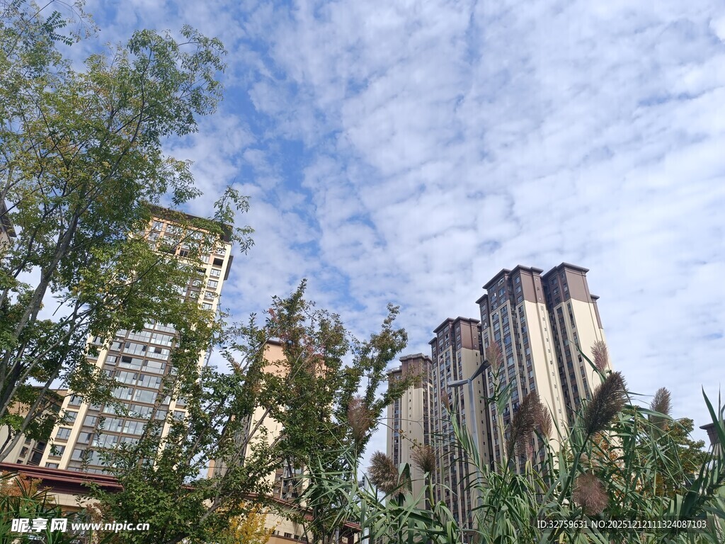 城市中林立的高楼与绿树