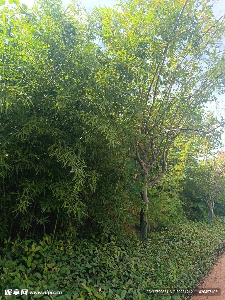 绿意盎然的林间小径