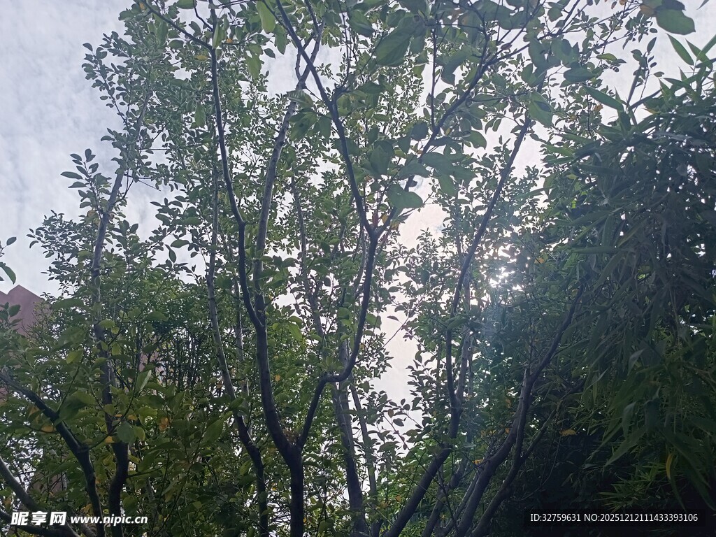 阳光下的繁茂绿树