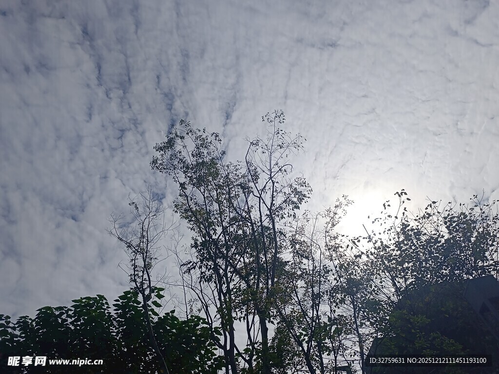 阳光穿透树梢的天空景象