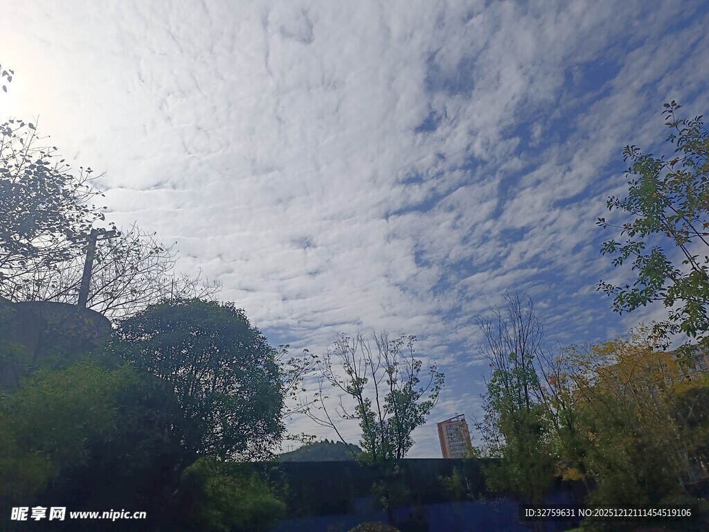 蓝天白云下的绿植景观