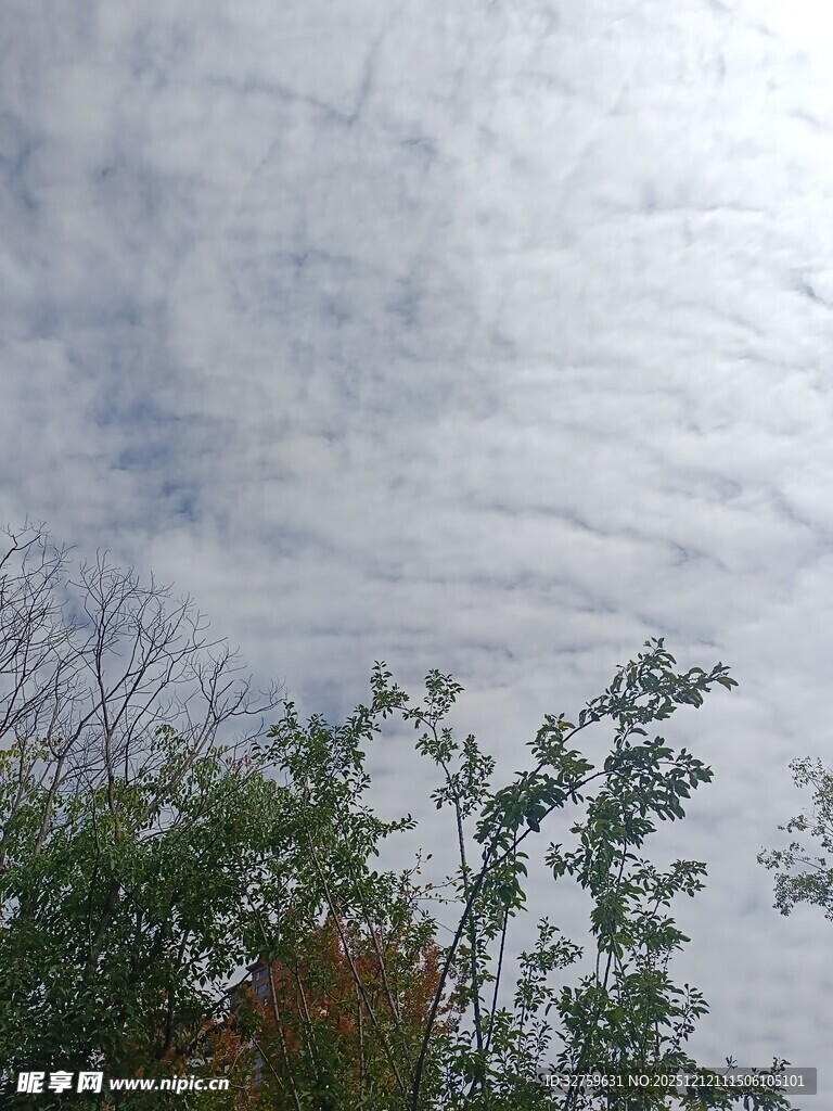 天空下的树梢与云层