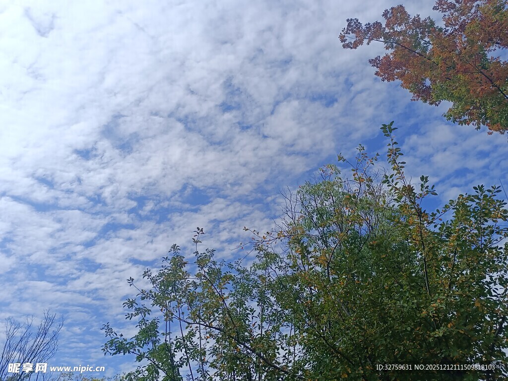 蓝天白云下的树梢景致