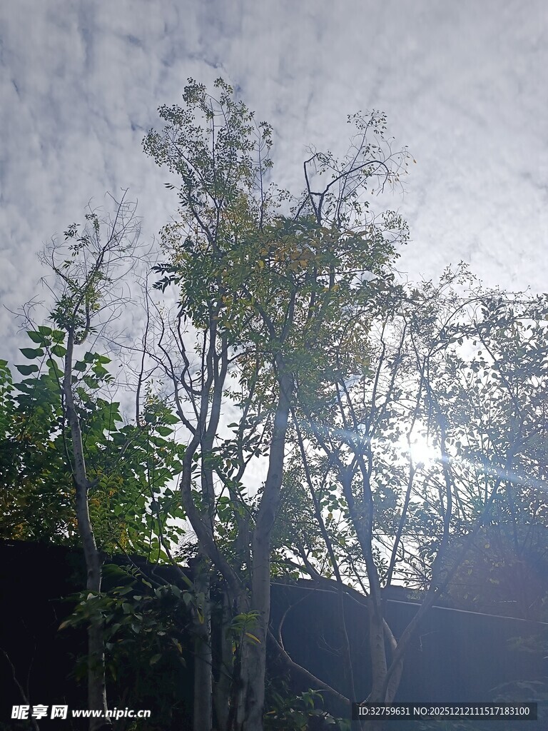 阳光下的树木与天空