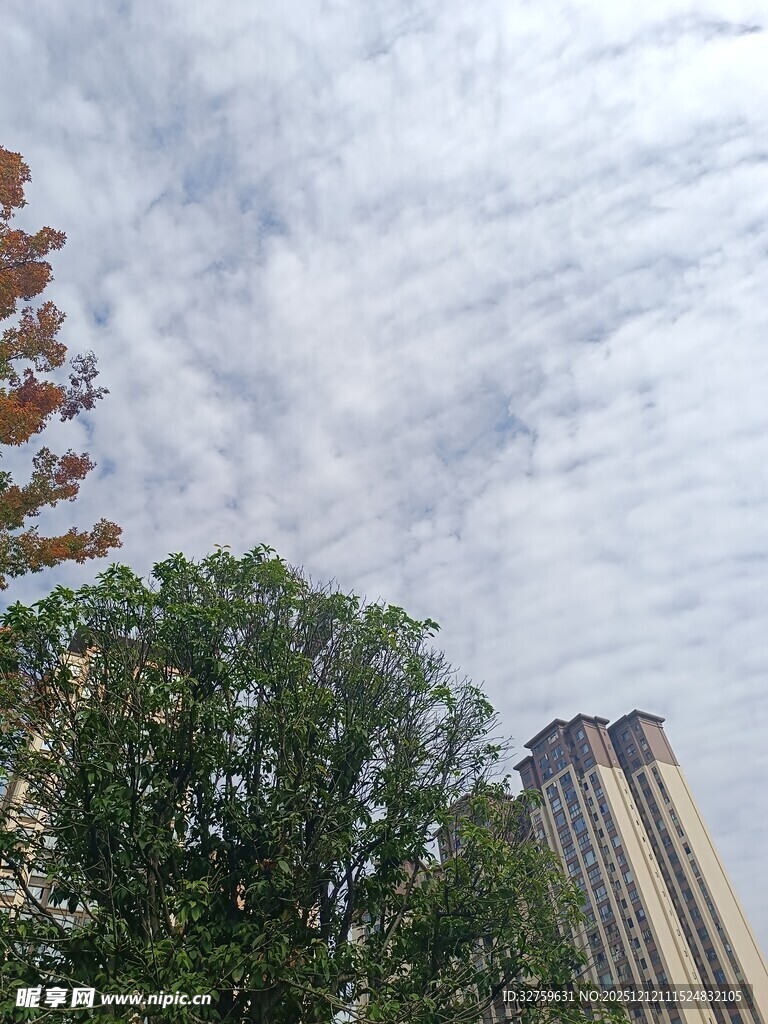 城市中树木与高楼的景致